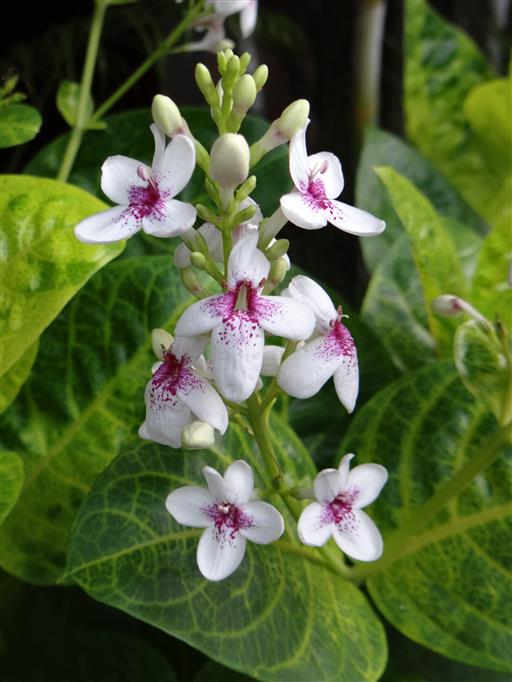 Pseudoeranthemum maculatum